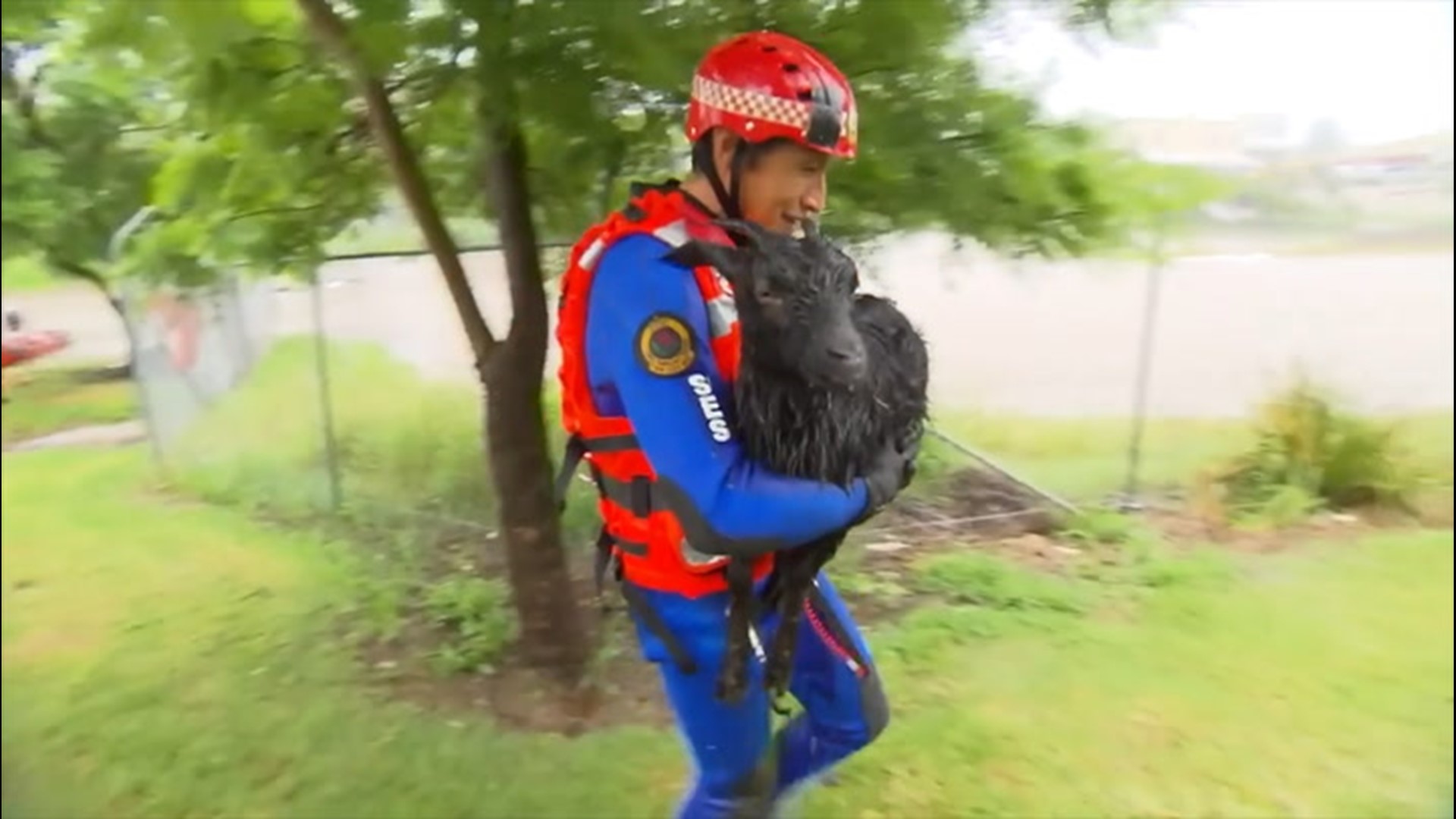 Amid devastating flooding in Australia, volunteers with the New South Wales State Emergency Services used a dinghy to reach two stranded goats and carry them to safety.