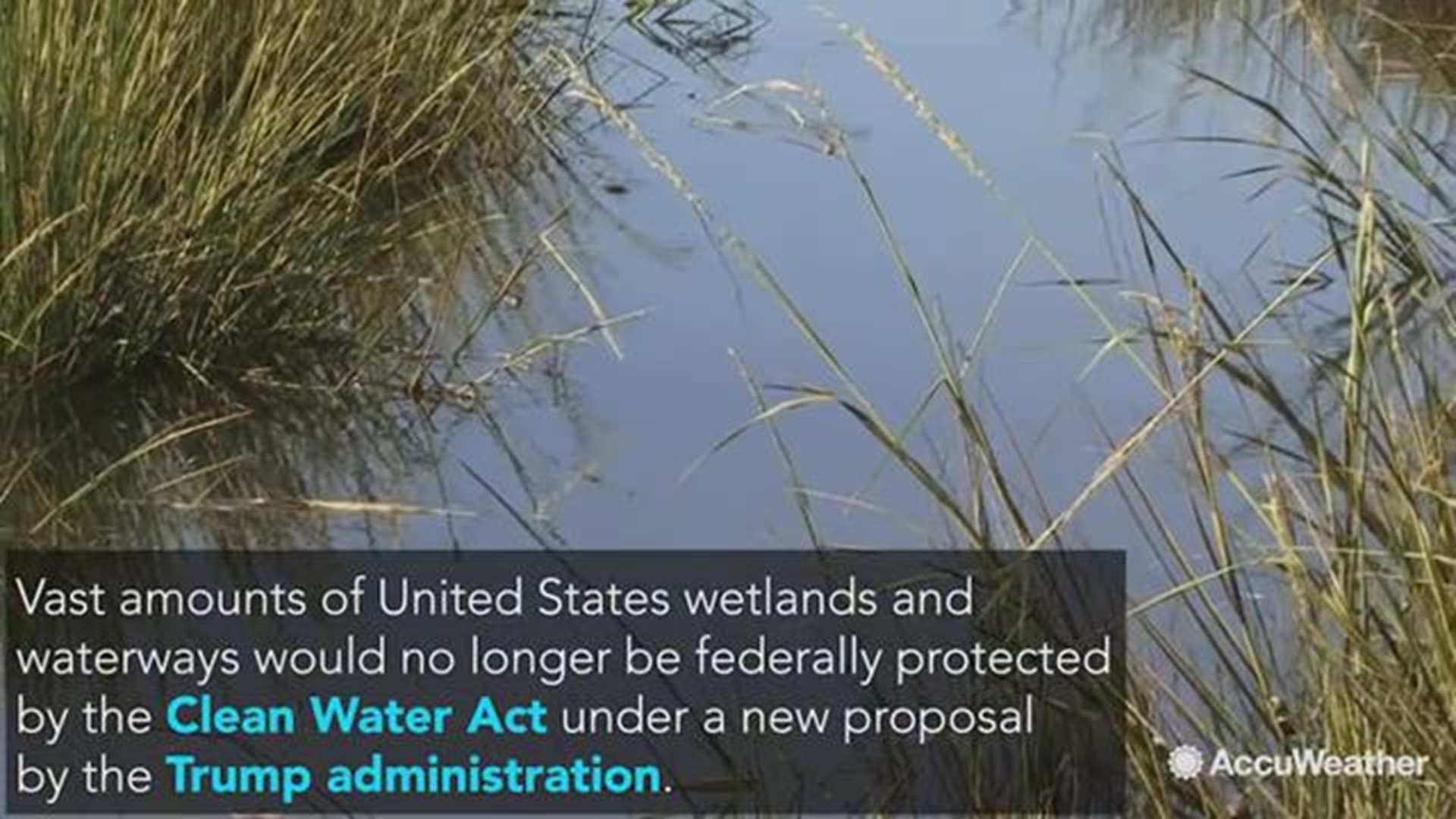 Countless wetlands and thousands of miles of United States waterways would no longer be federally protected by the Clean Water Act under a new proposal by the Trump administration.