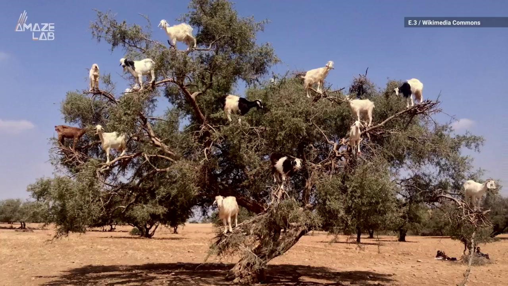 goats climb trees