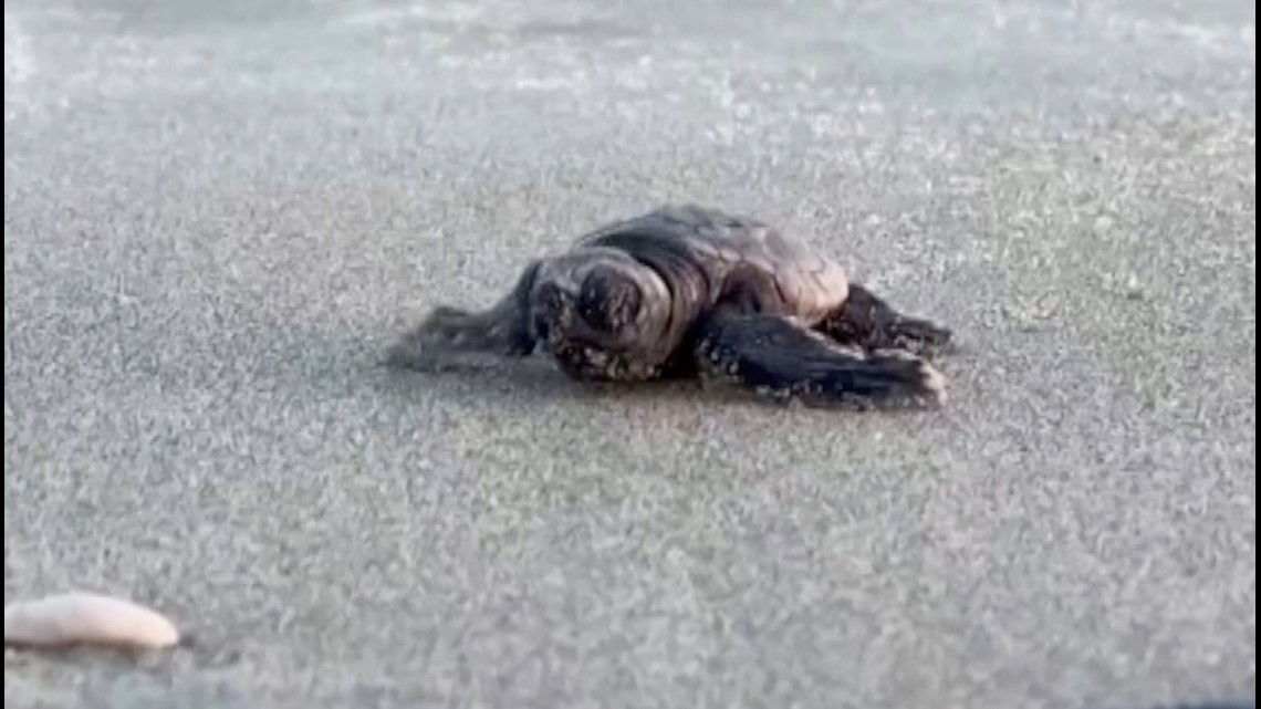 Aw! Baby Sea Turtle Hatchlings Make Their Way to the Ocean in 'Surprise Emergence'