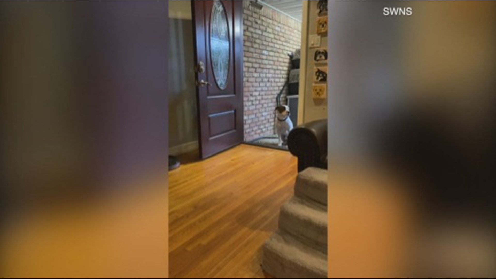 Check out this precious moment as this rescued dog has a difficult time coming inside of his foster home because he spent all of his life outdoors! Buzz60's Mercer Morrison has the story.