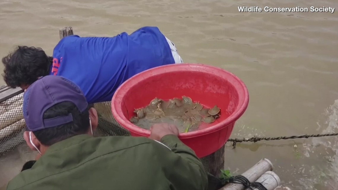 These Turtles Are Entering The River With a Special Blessing