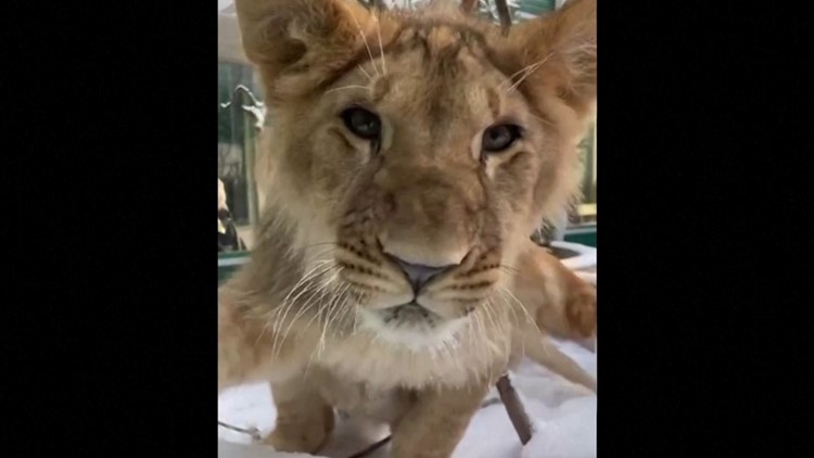 Lions, Tigers, and Dogs, Oh My? Siberian Zoo Features Lions and Tigers but Also a Doggie Playpal!