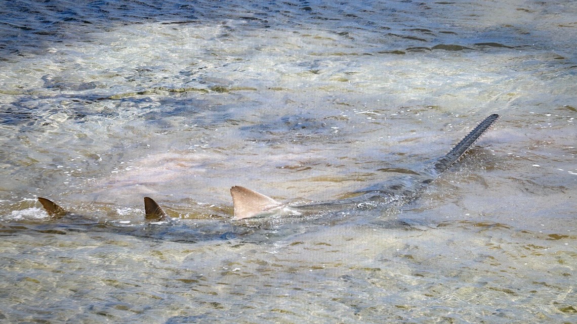 Sawfish in distress rescued by Florida wildlife officials - Vimarsana News