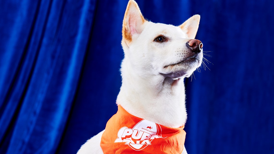 Paw-sitive energy': Commanders name new team dog for 2023 season - WTOP News