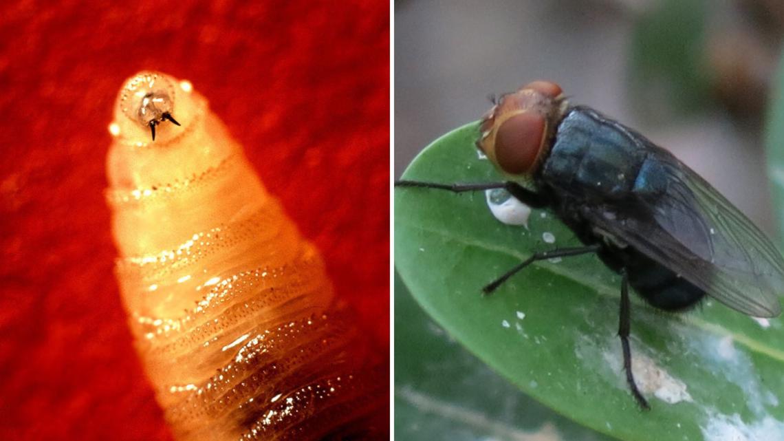 Flesh-eating fly case near Texas border triggers alarms for state ranchers