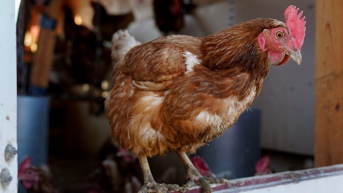 Chicken farmers ask FDA to drop rule to help reduce egg prices - Vimarsana News