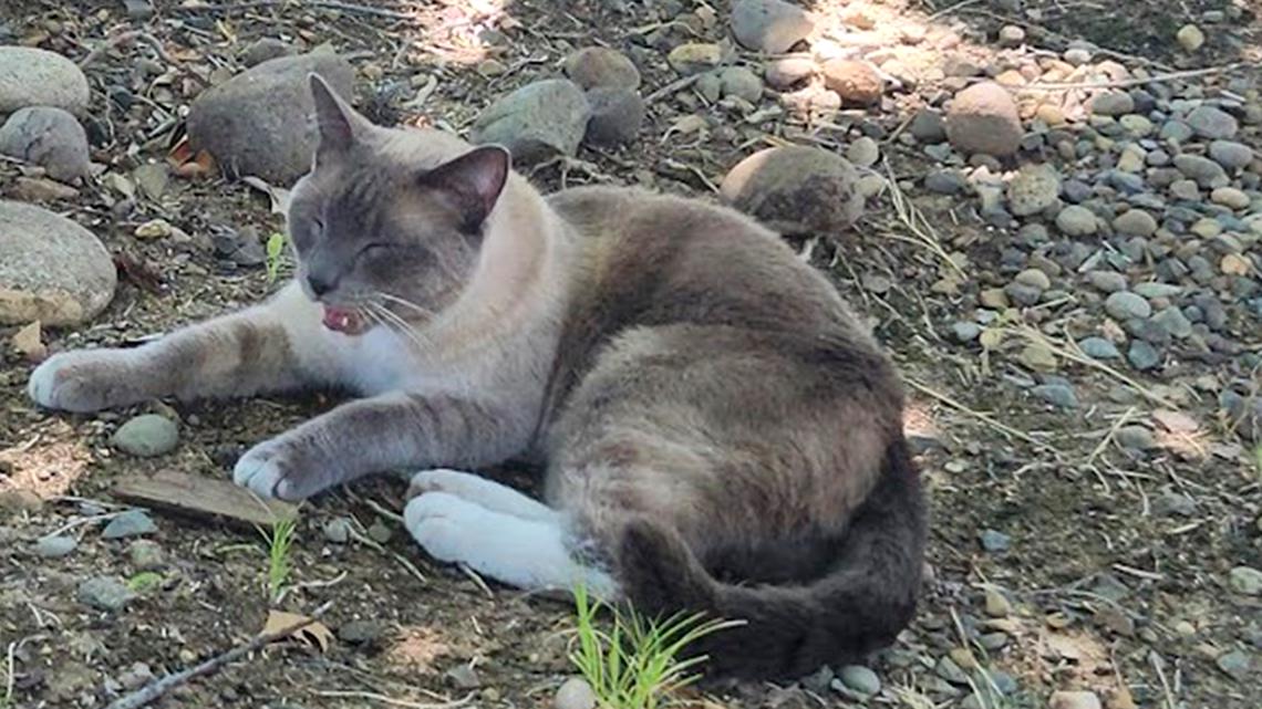 The Incredible Journey of Buddy: The Cat That Traveled Hundreds of Miles Home