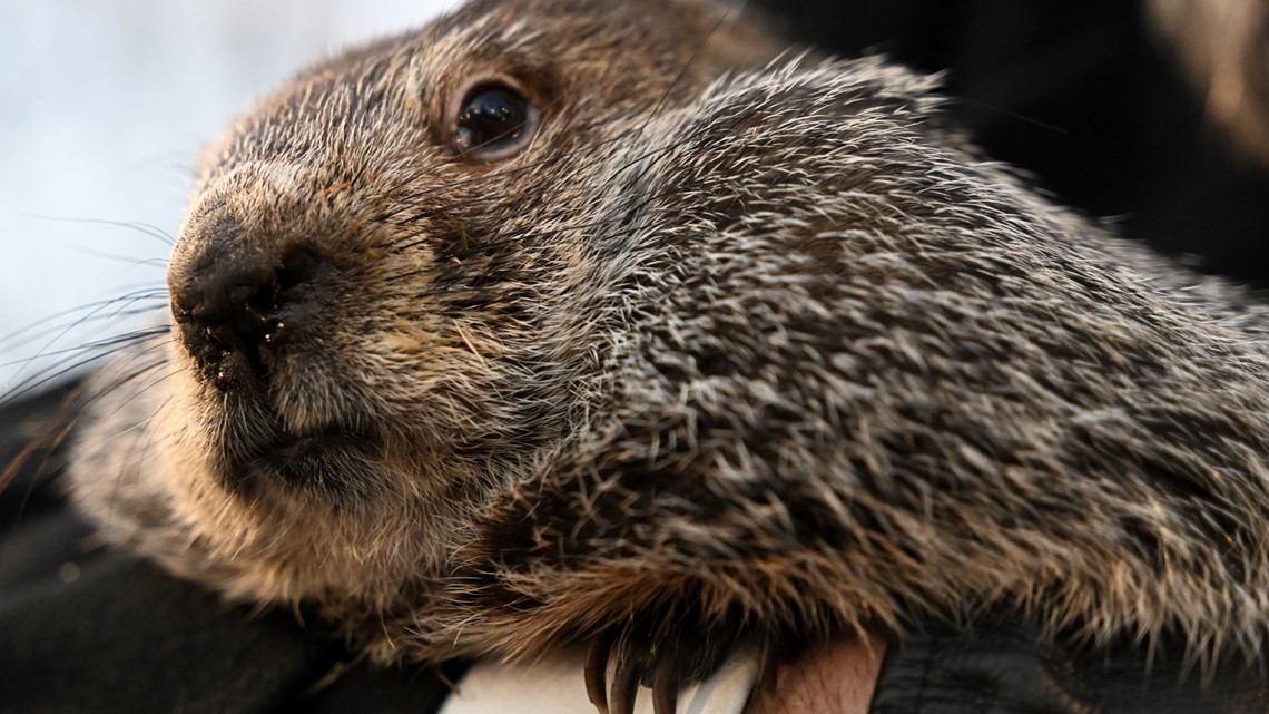 When is groundhog day? | kagstv.com - Vimarsana News