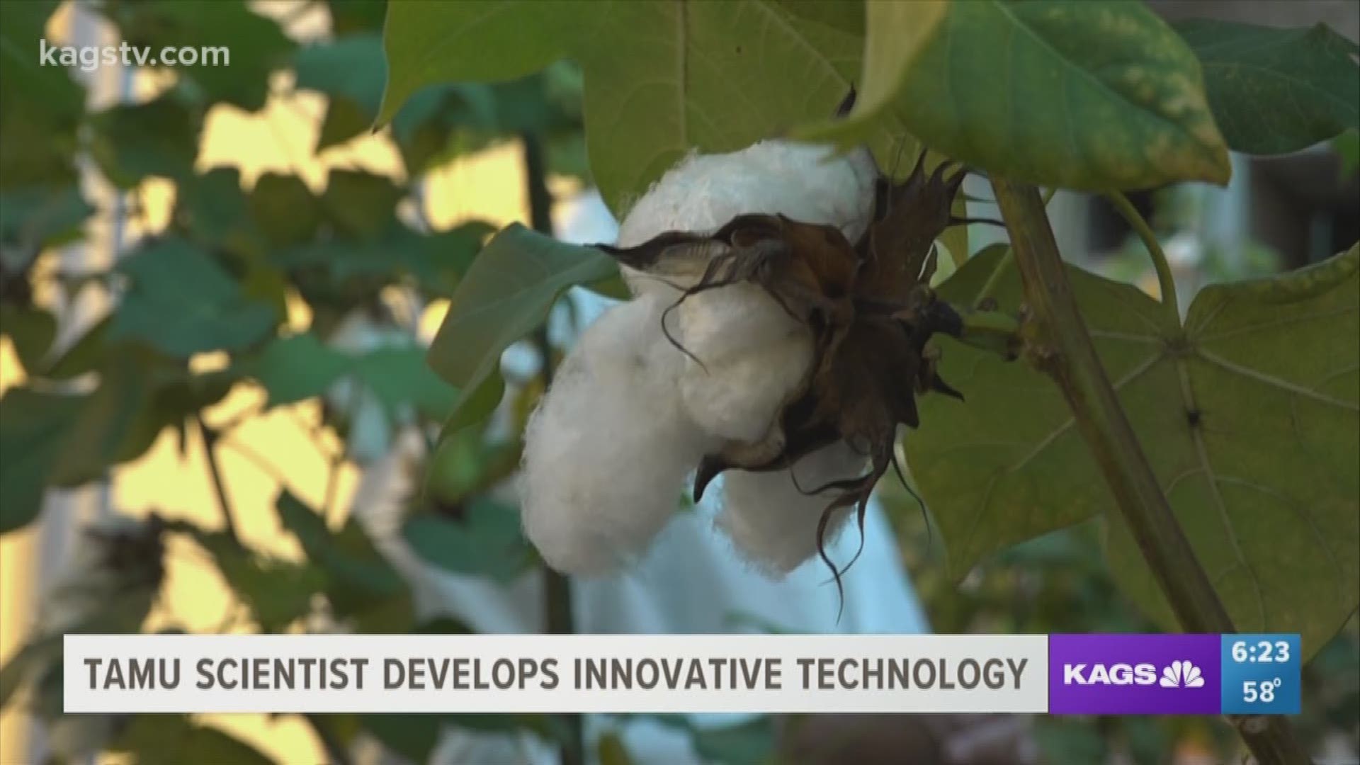 Thanks to decades of research at Texas A&M, the cotton plant will have a global impact, one that has life-saving potential.