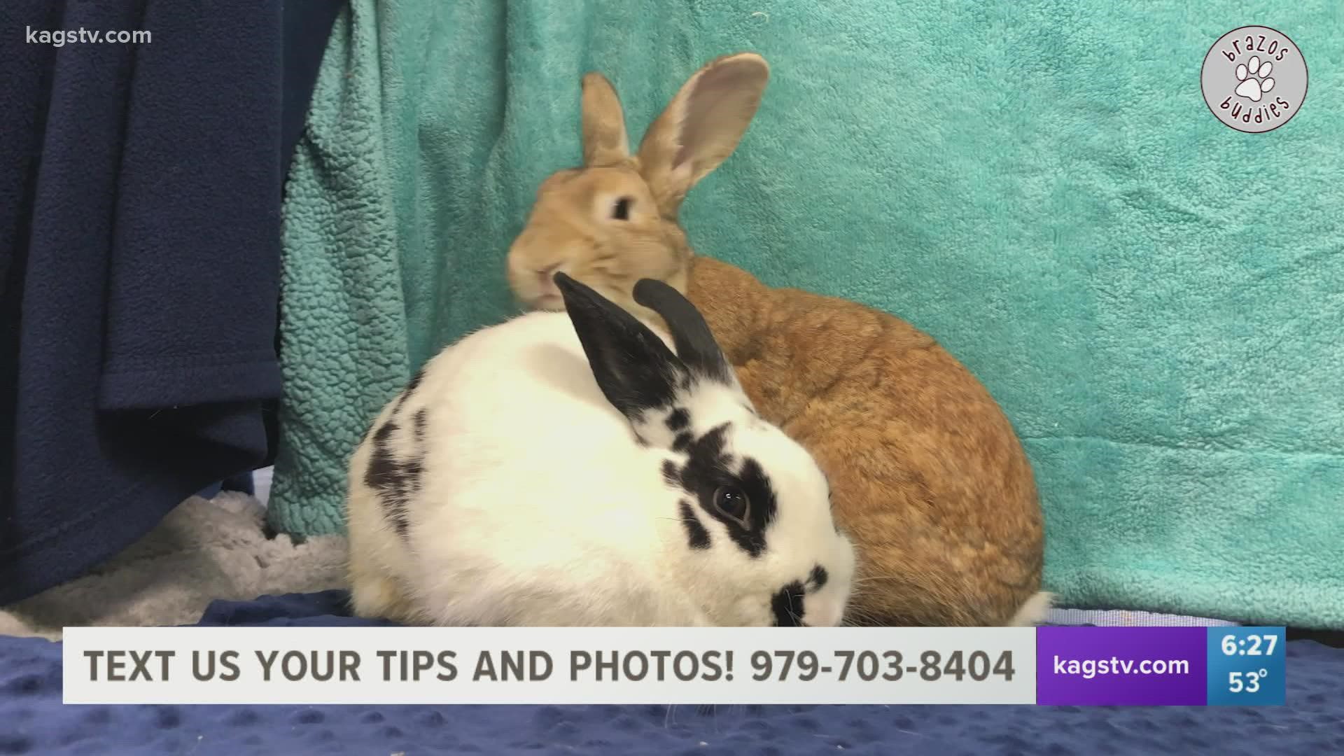 This bunny bunch is available for adoption now at the Bryan Animal Center