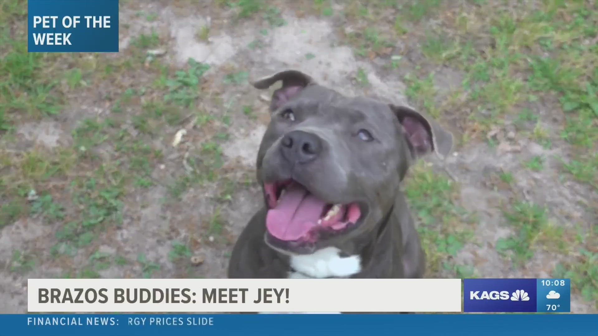 This week's featured Brazos Buddy is Jey, a four-year-old Pit Bull mix that's looking to be adopted.