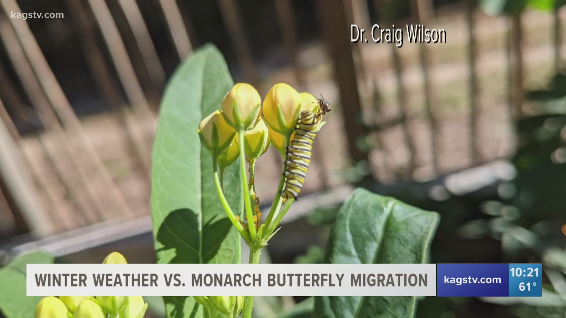 A Texas A&M expert says because of the recent winter weather, the importance to replant milkweeds is higher than ever.