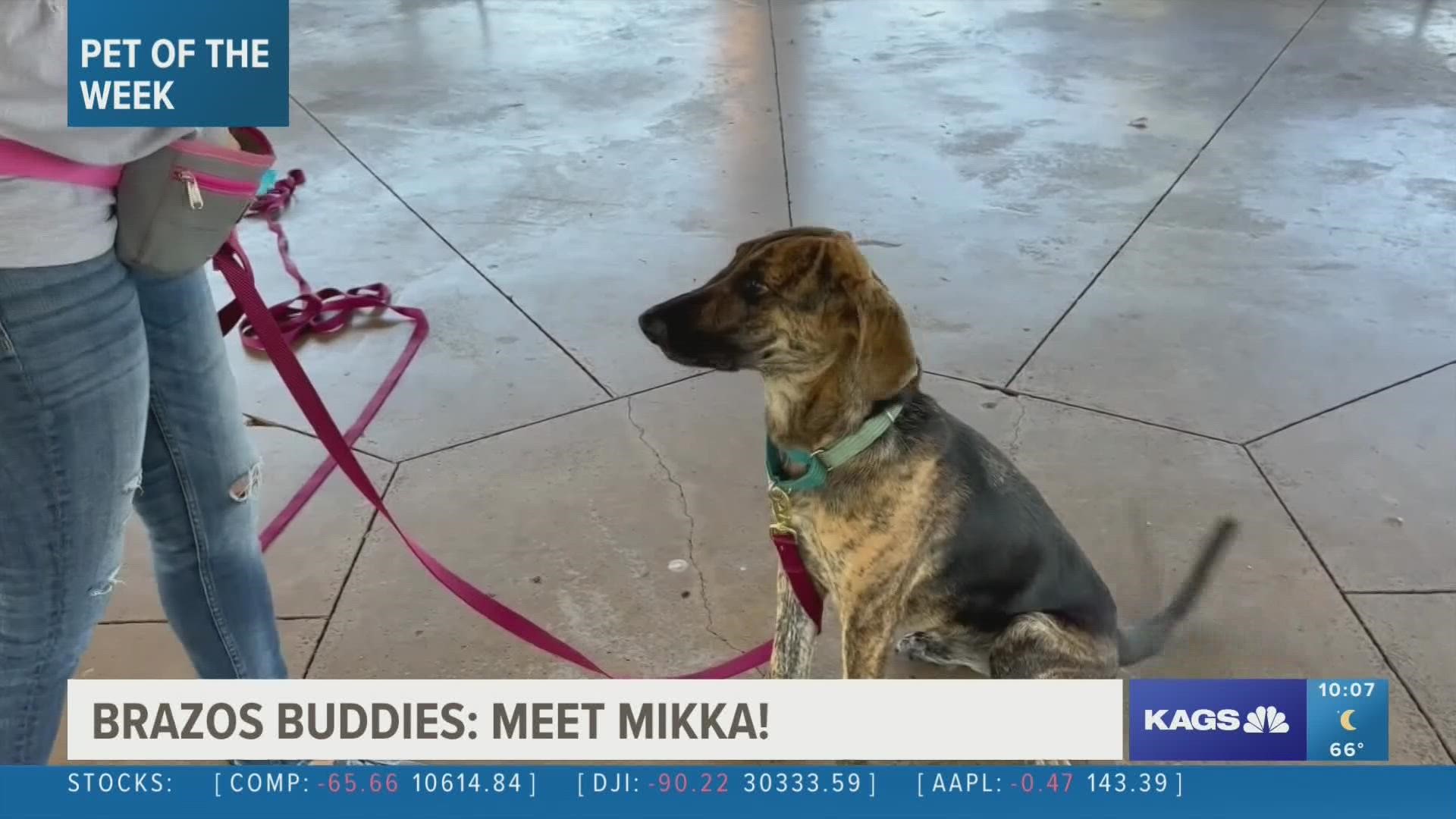 This week's featured Brazos Buddy is Mikka, an eight-month old Shepherd mix that's looking for her forever home.