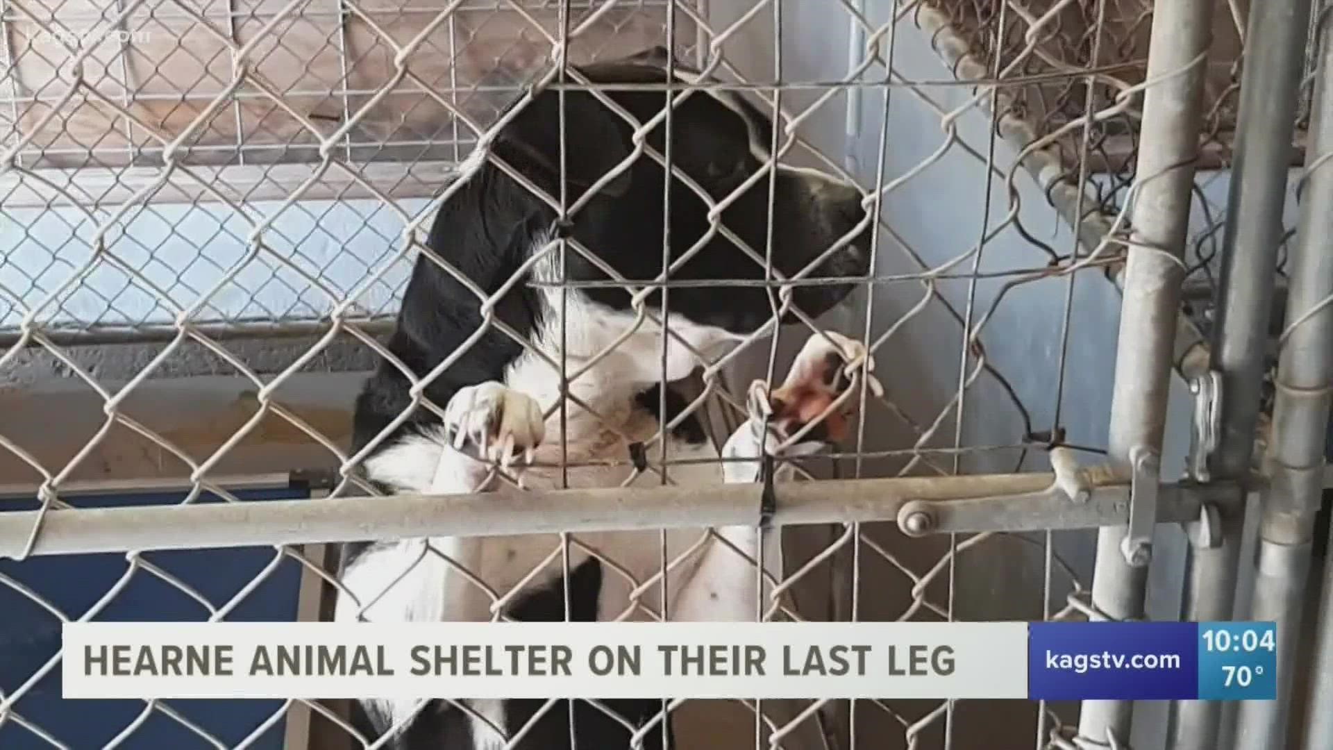 Without fosters or dogs going to forever homes, officials said they will be euthanized.