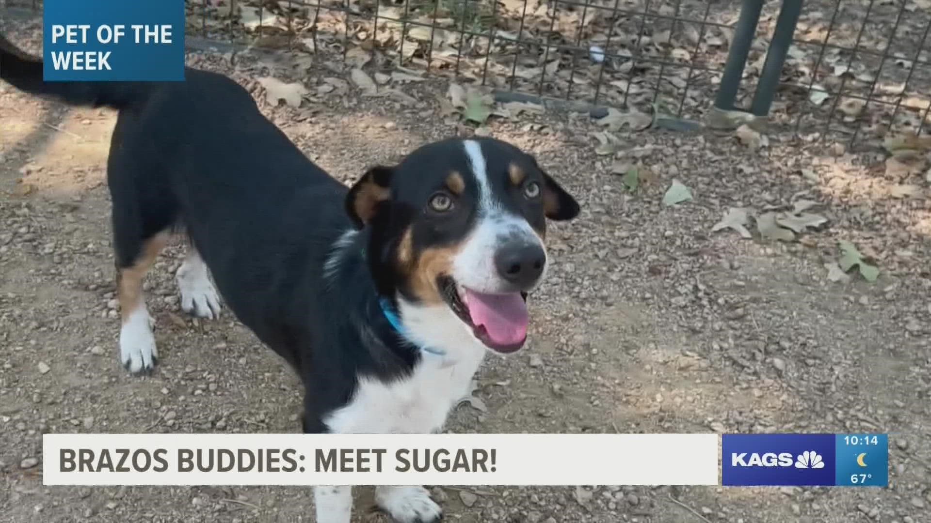 This week's featured Brazos Buddy is Sugar, a one-year-old terrier mix that's looking for his forever home.