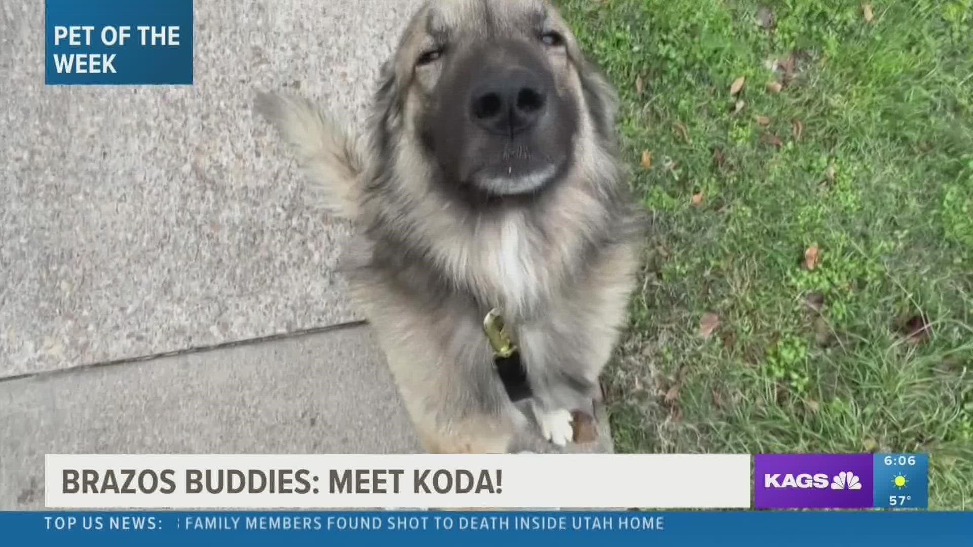 This week's featured Brazos Buddy is Koda, a five-year-old mixed breed dog that's looking to be adopted.