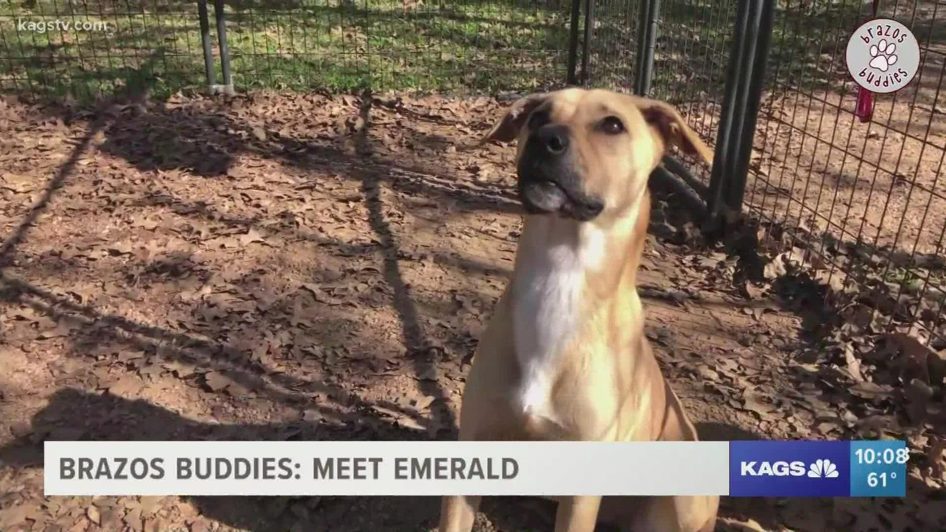 Emerald is looking for a home, just in time for Christmas