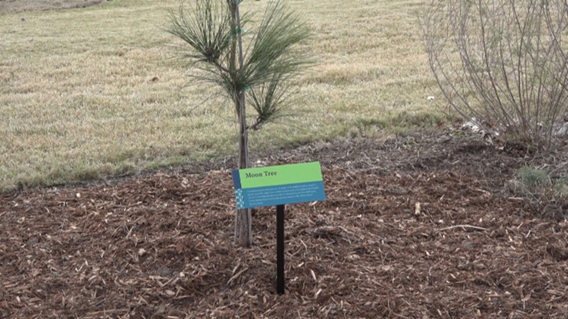 Texas A&M Forest Service plant piece of Apollo 14 on campus - Vimarsana News