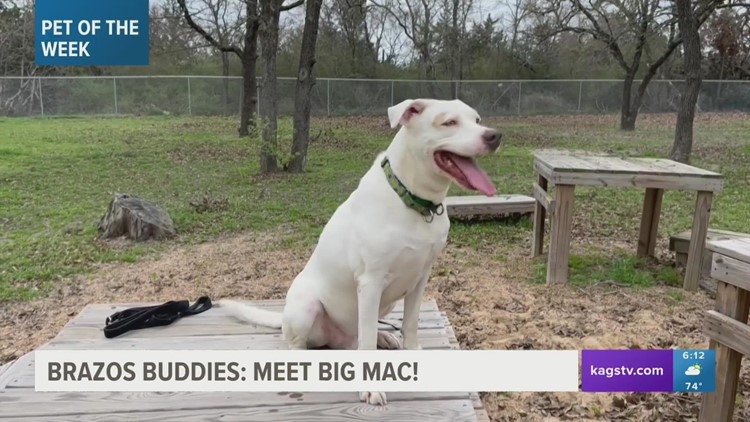 Brazos Buddies featured pet of the week: Big Mac