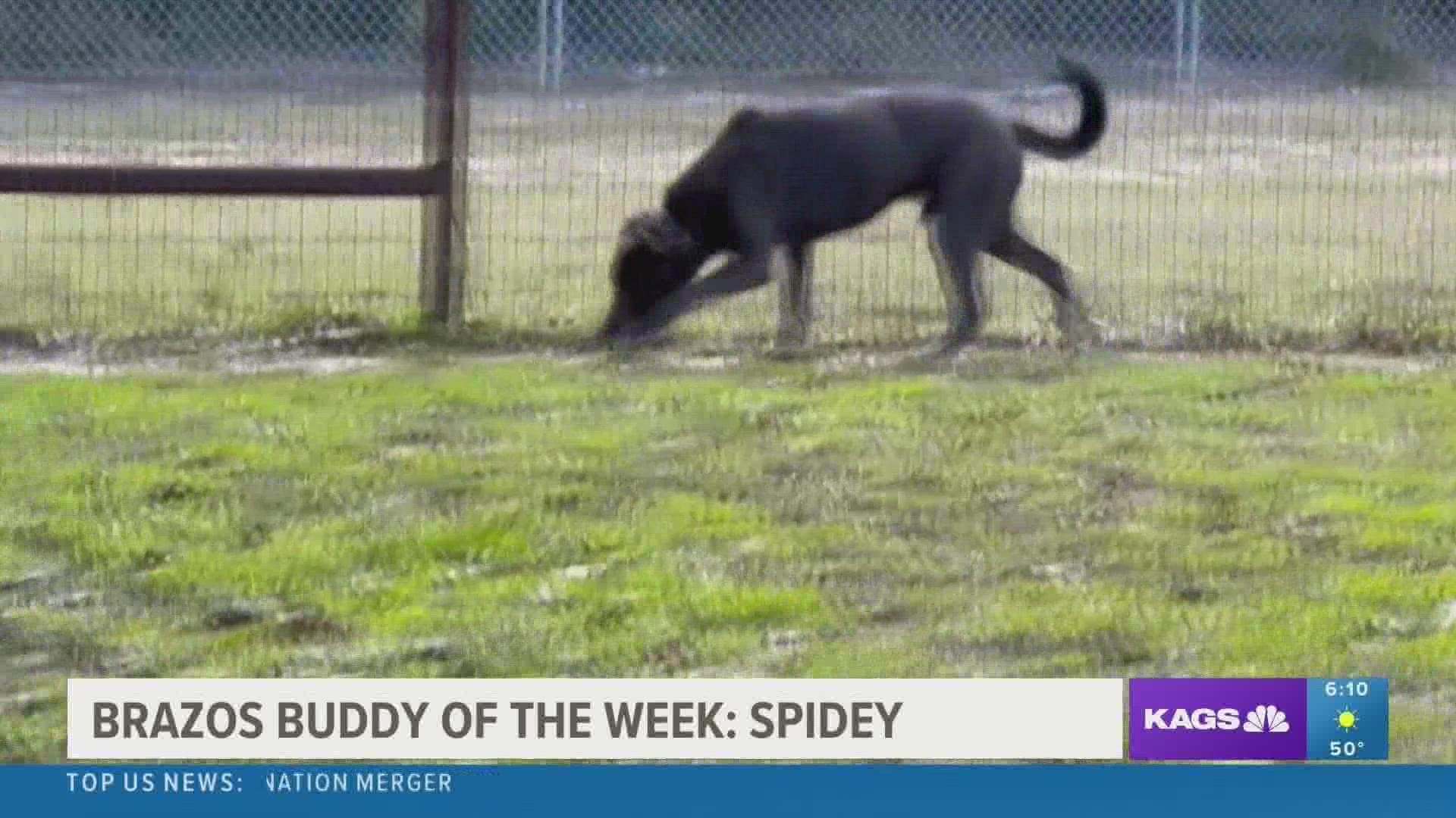 This week's featured Brazos Buddy is Spidey, a two-year-old Lacy mix that's looking for his forever home.