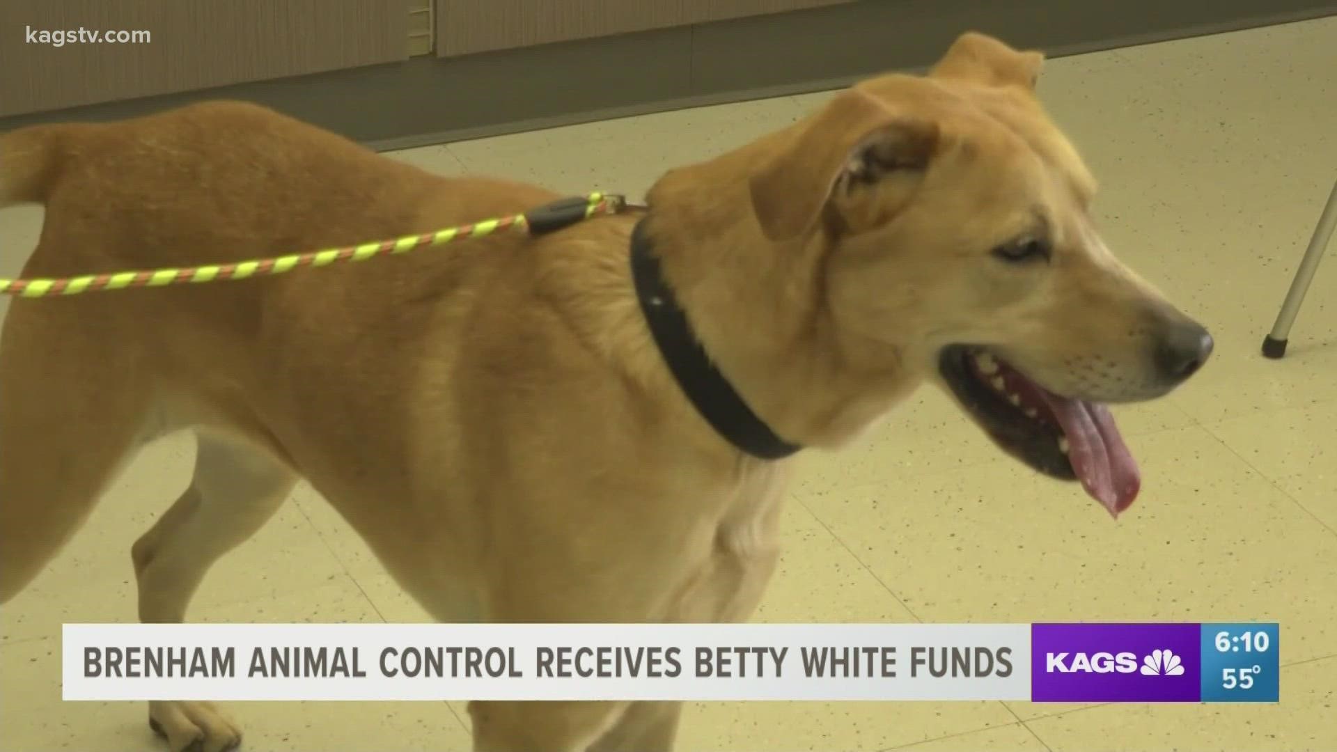 A person who arrived to adopt at the shelter got their furry four-legged friend, which they named Betty.