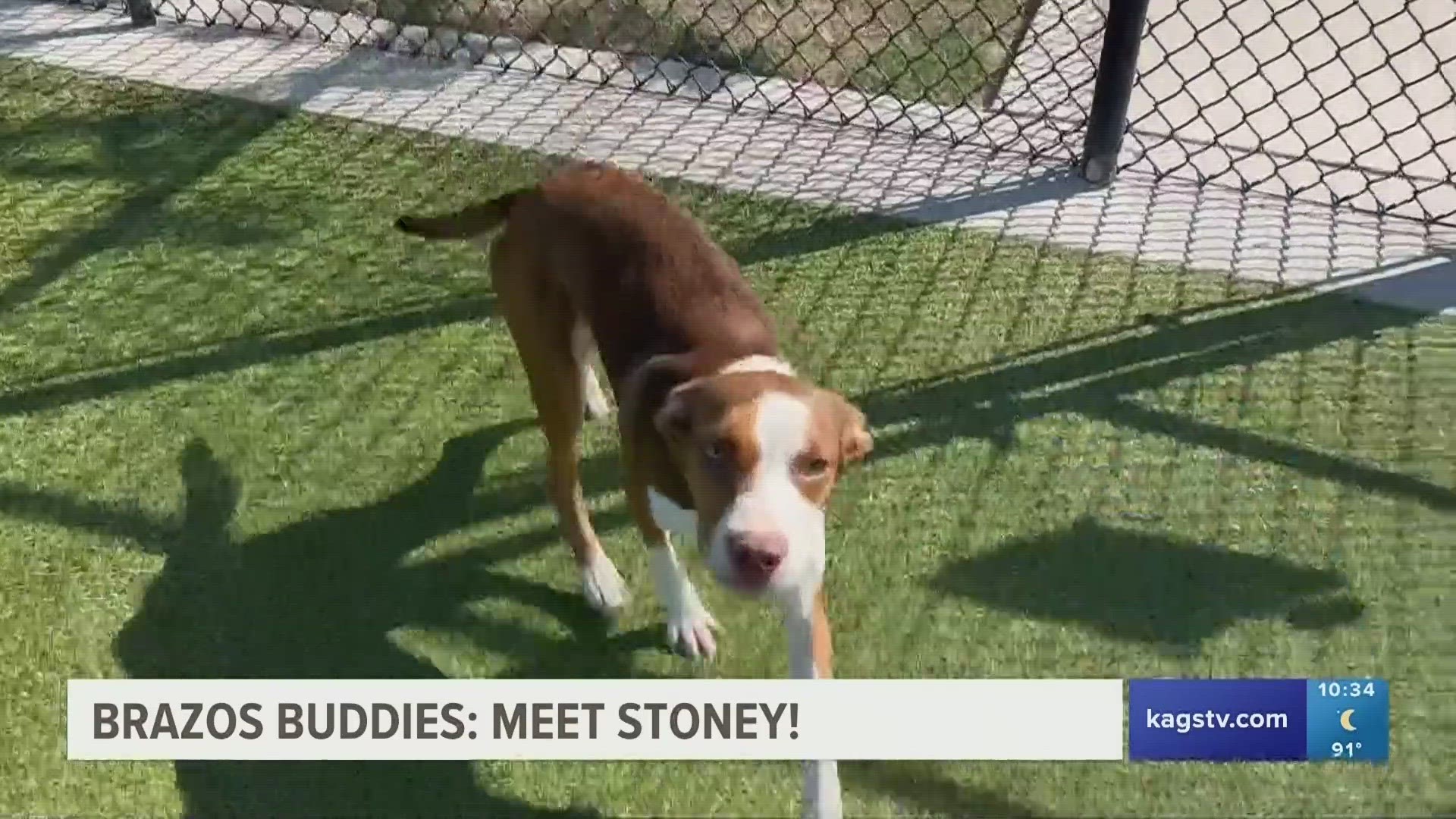 This week's featured Brazos Buddy is Stoney, a one year-old Hound mix that's looking to be adopted.