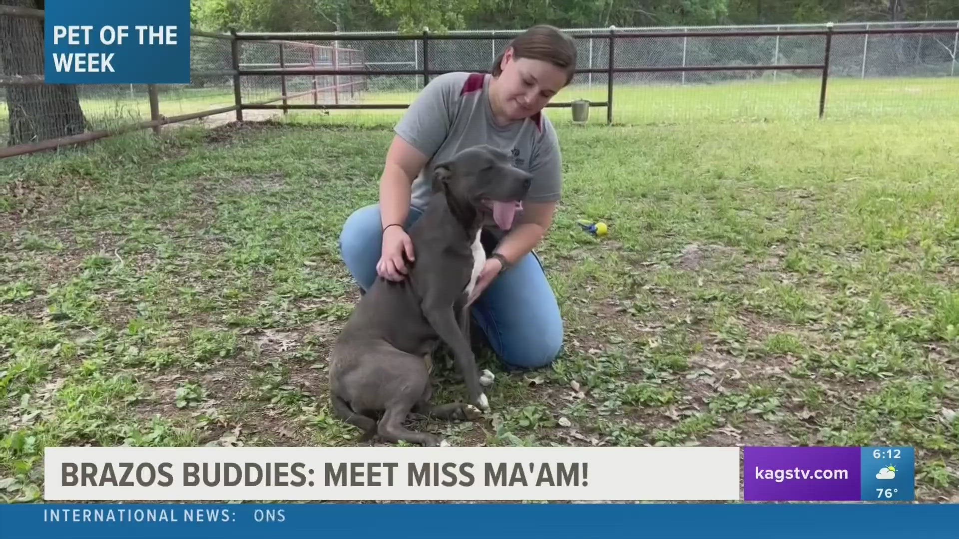 This week's Brazos Buddy is Miss Ma'am, a two-and-a-half-year-old Pit Bull mix that's looking to be adopted.