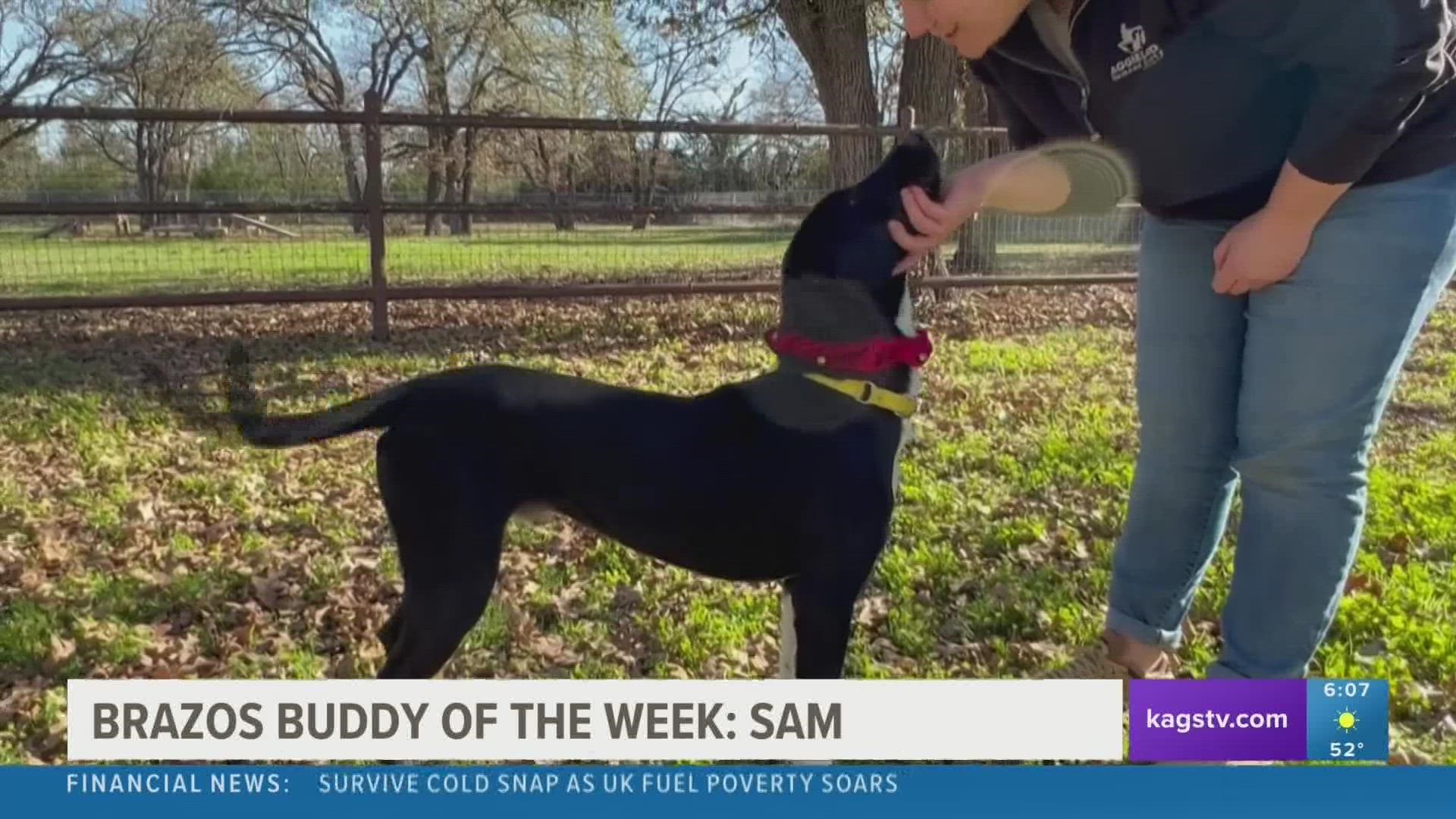 This week's featured Brazos Buddy is Sam, a young Lab mix that's looking to be adopted.