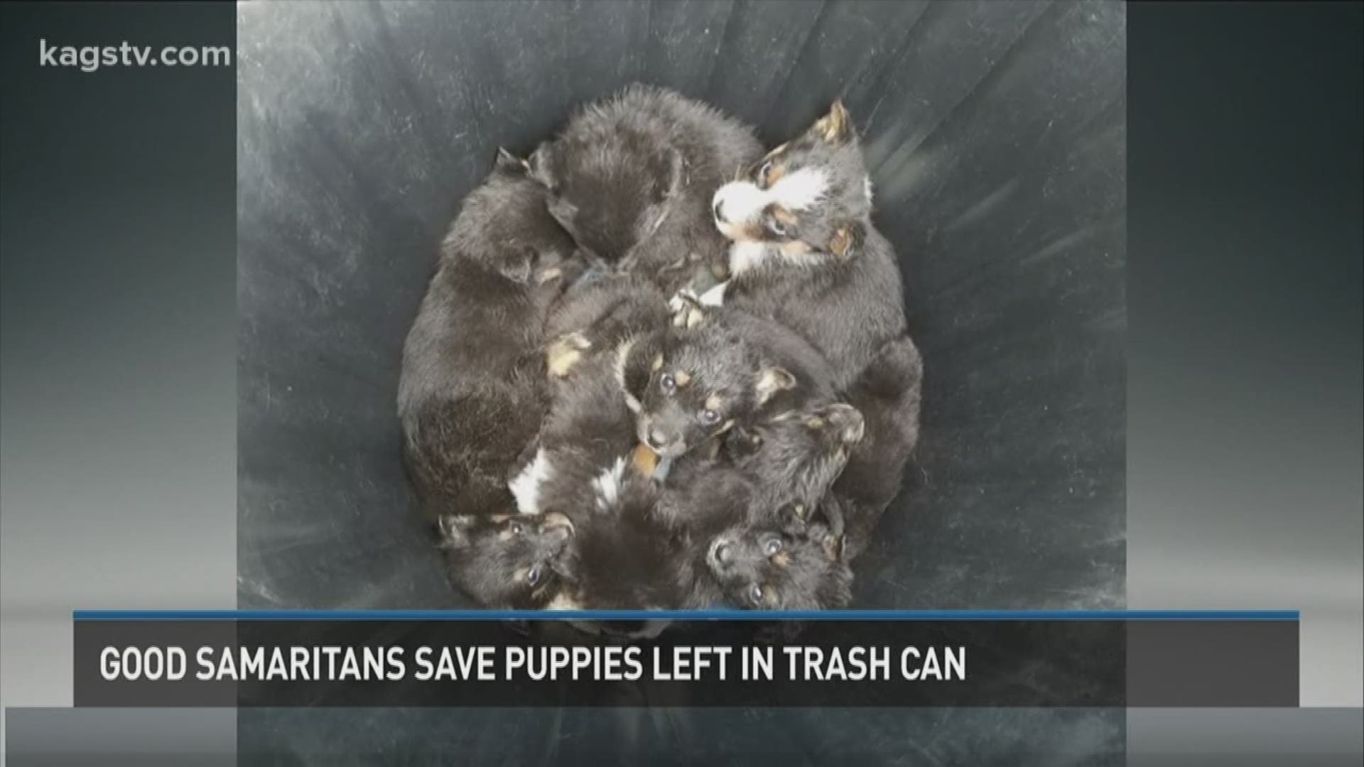 Good Samaritans rescue puppies left in trash can | kagstv.com