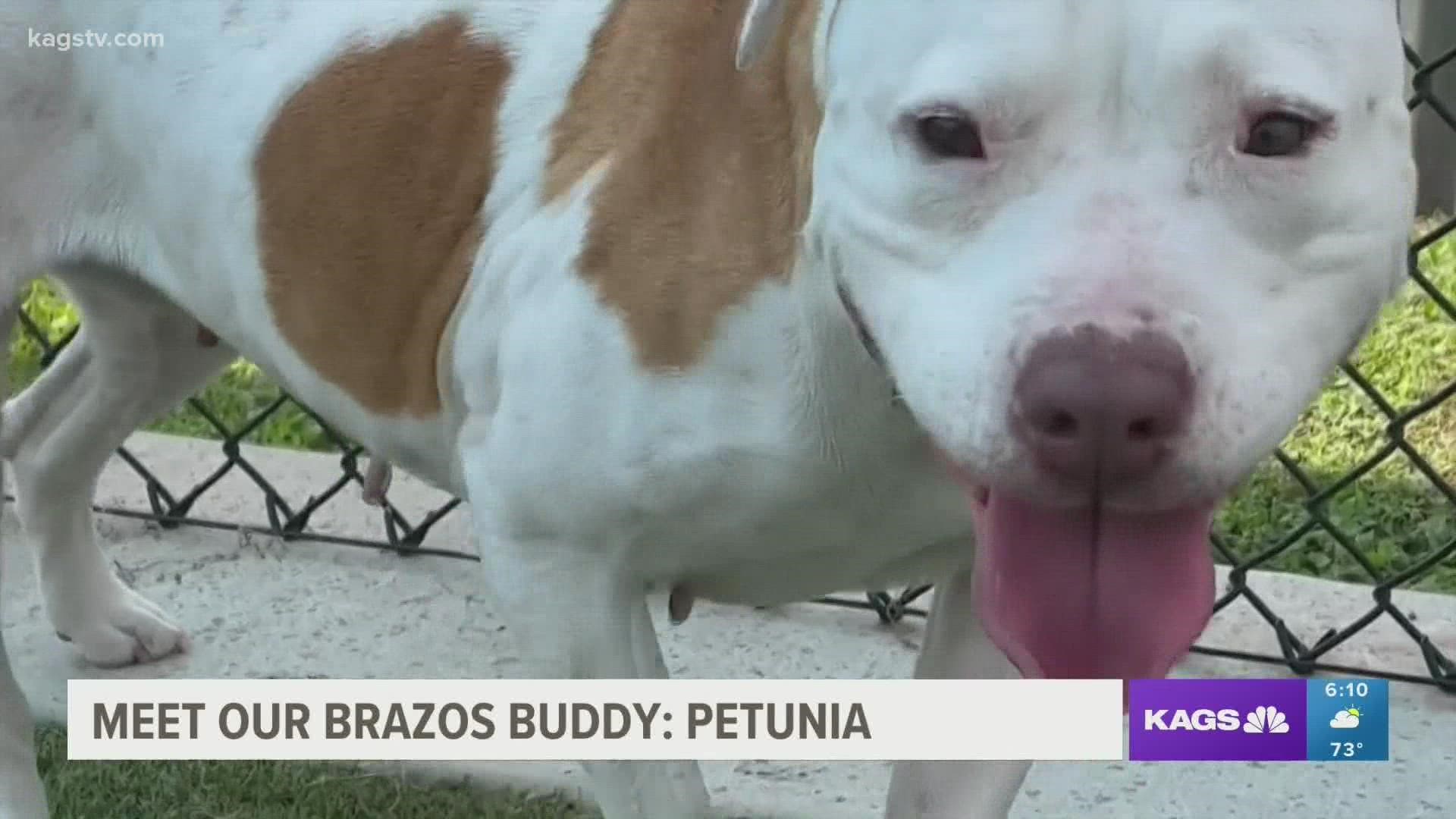 You can adopt Petunia for FREE at the Bryan Animal Center!