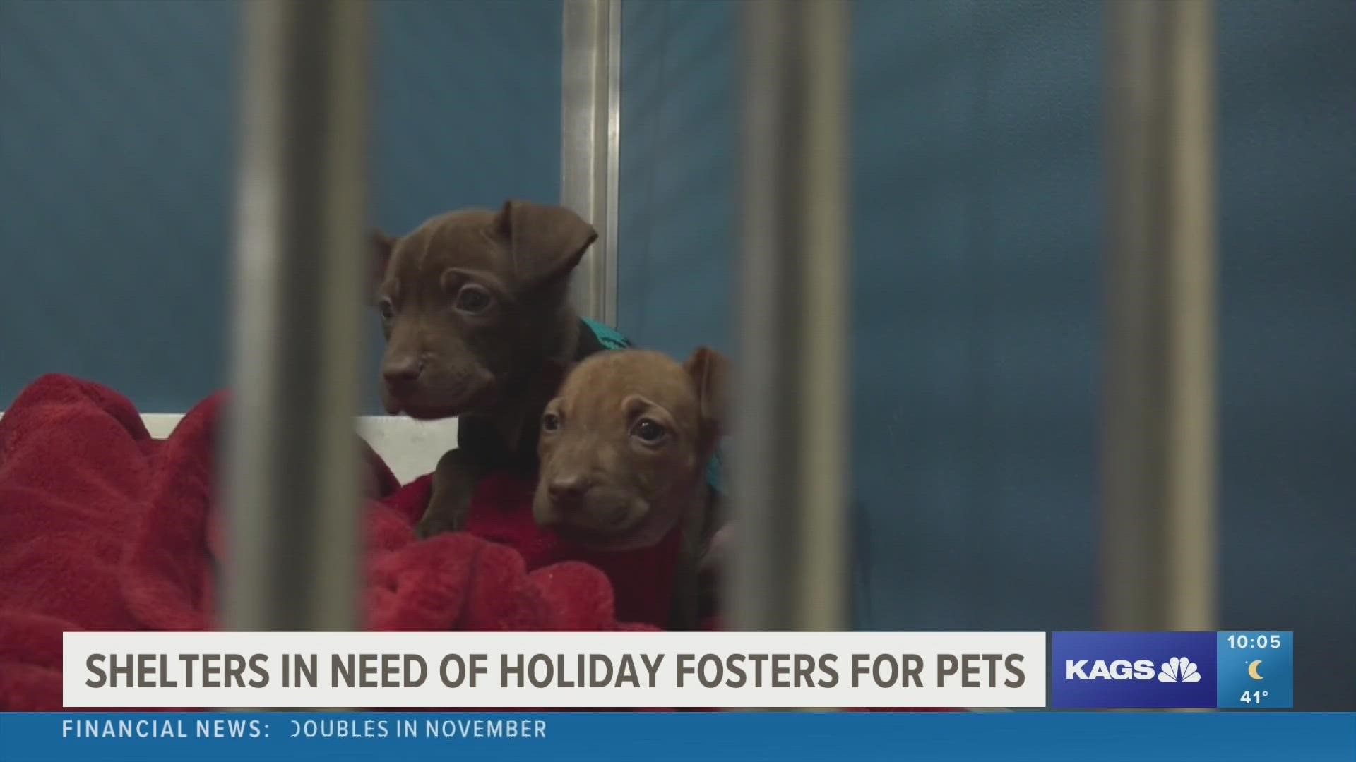 The Aggieland Humane Society is seeking foster parents to give shelter pets a temporary home for the holiday season.