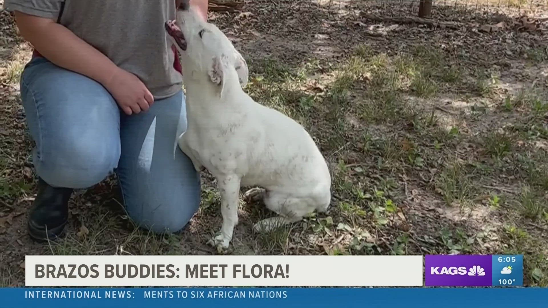 This week's featured Brazos Buddy is Flora, a one year-old mixed breed dog that's looking to be adopted.