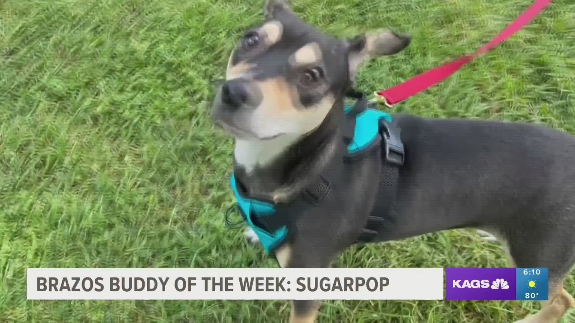 This week's featured Brazos Buddy is Sugar Pop, a mixed breed Terrier pup that's looking to be adopted.