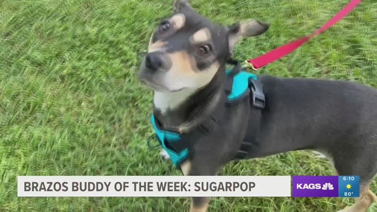 Brazos Buddies featured pet of the week: Sugar Pop