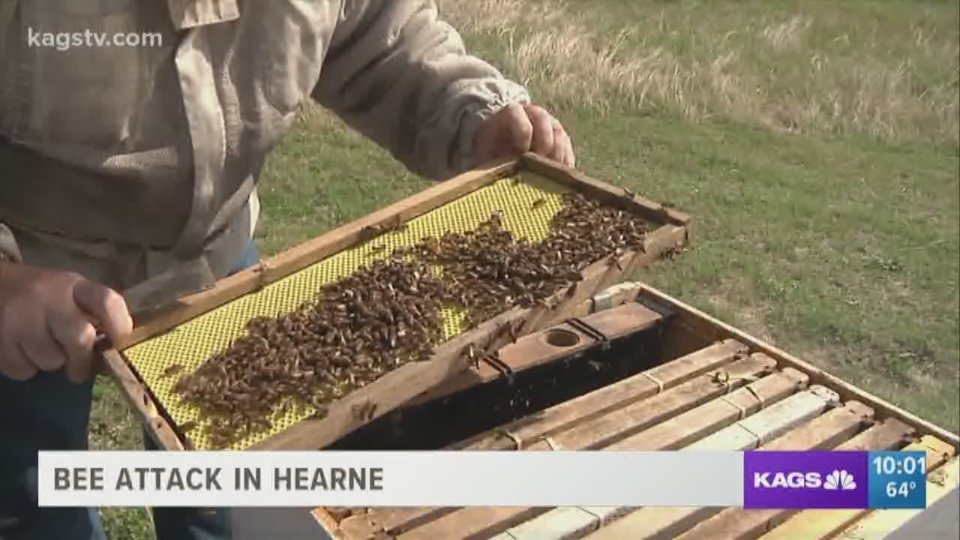 The city of Hearne has been warning the community about bees. This comes after a man was put in the ICU following a bee attack while mowing his lawn Monday morning.