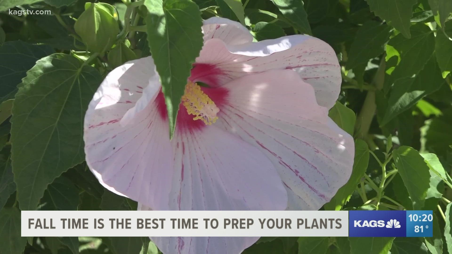 With cooler temperatures on the way, here's how you can keep your plants looking good as new