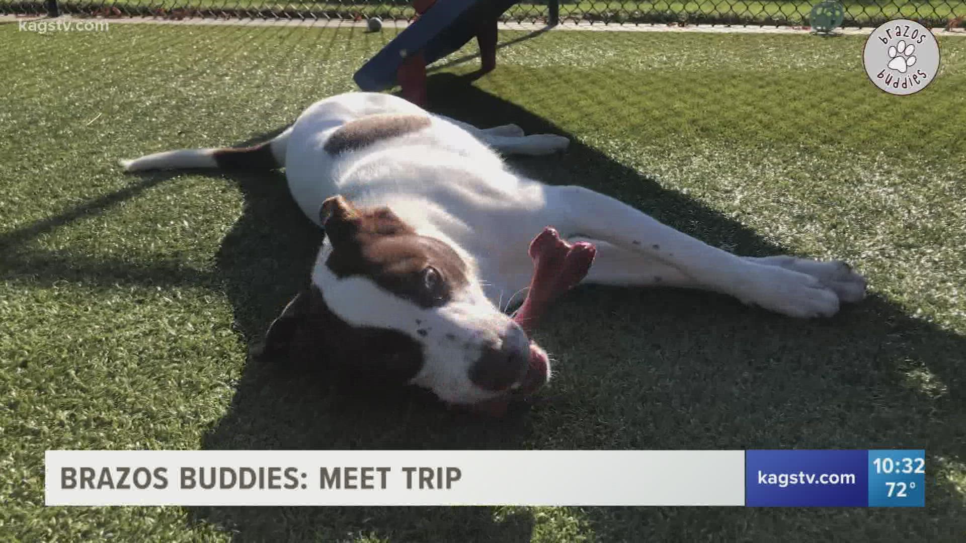 This seven-month-old hound mix is located at the Bryan Animal Center and needs a forever home.