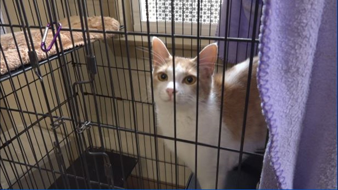 Cats have immunodeficiency viruses and can be more vulnerable