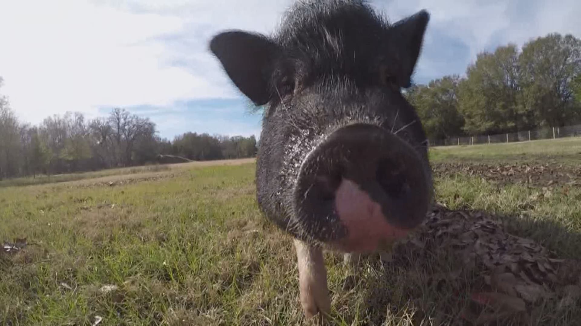 After volunteering at animal shelters all her life, she now runs her own rescue for pigs.