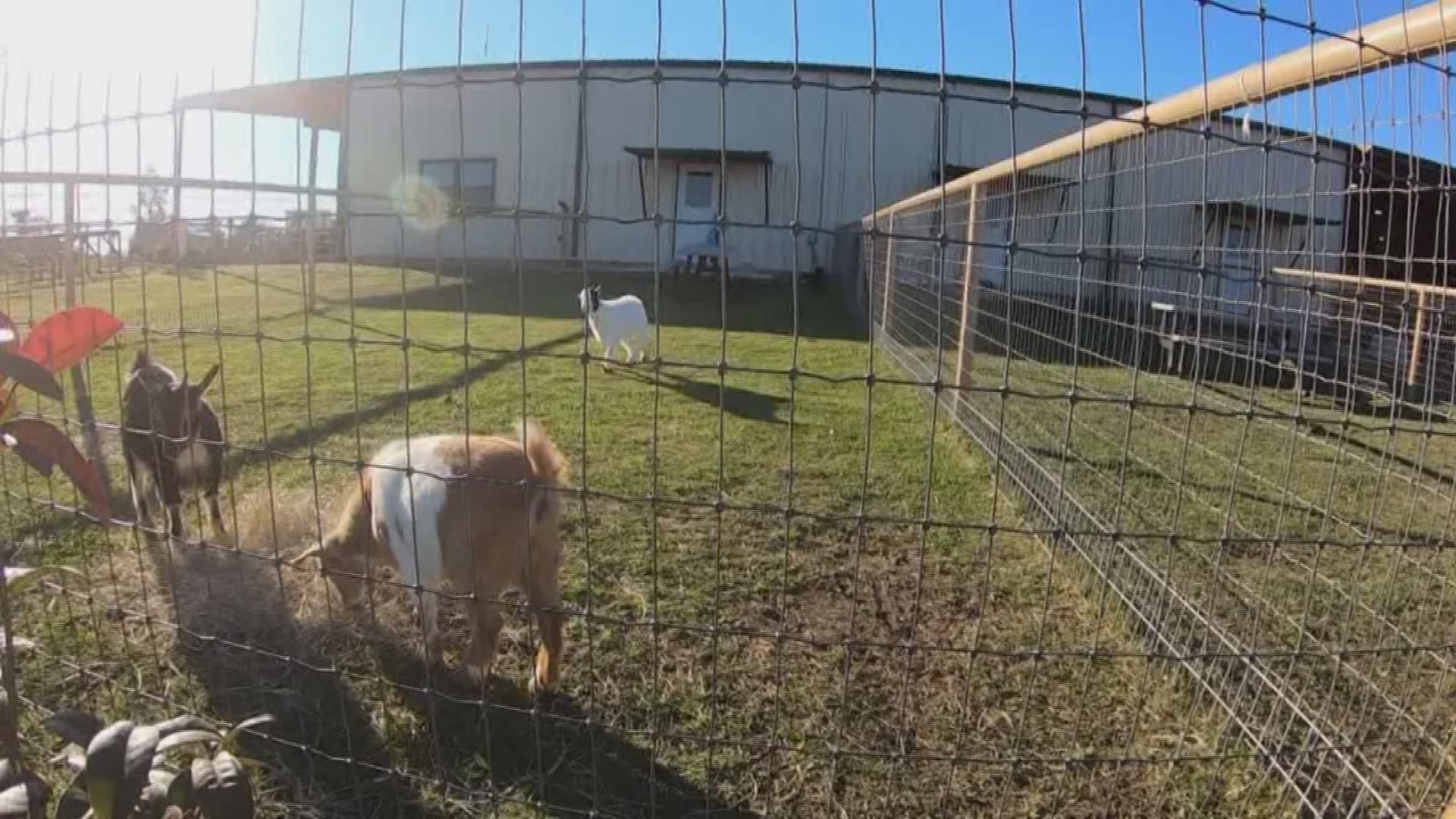 Aggieland Safari said with the increased restrictions put in place by the state last week, Brazos County instructed the zoo to entirely close to the public.