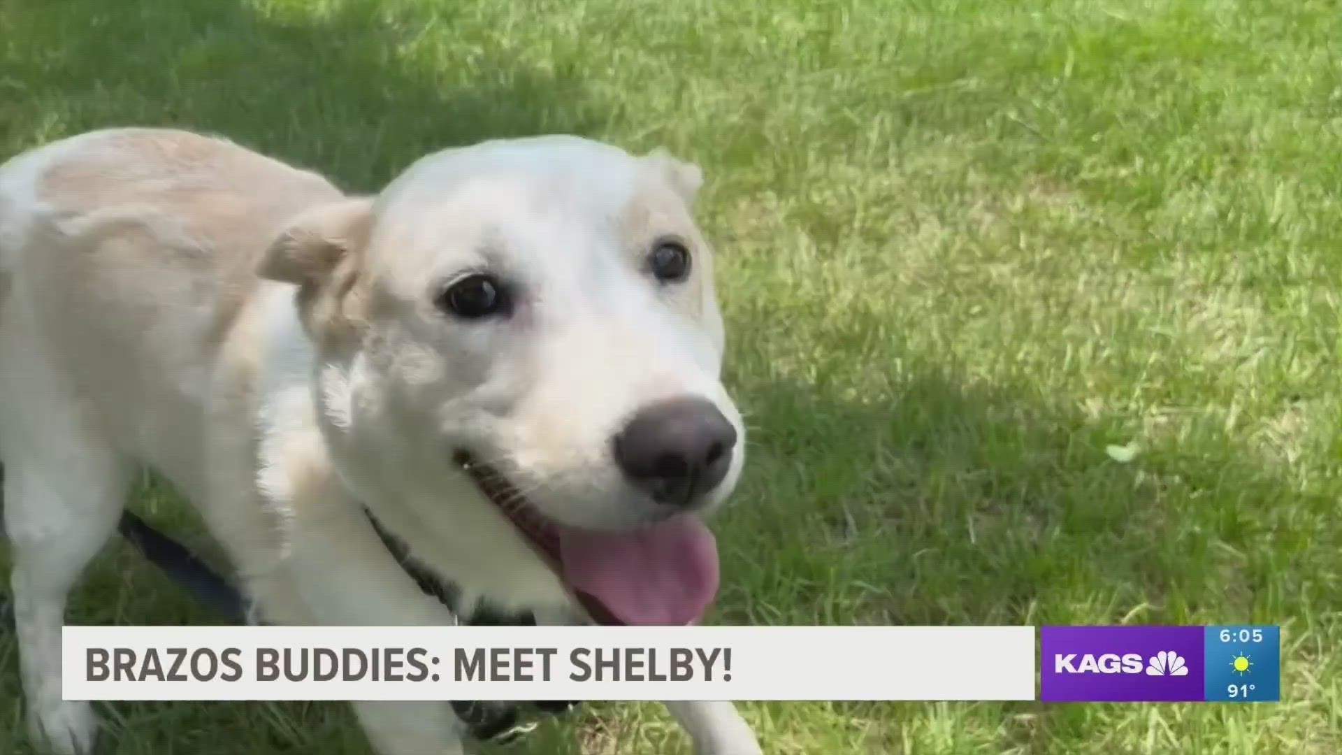 This week's featured Brazos Buddy is Shelby, a four-year-old mixed breed dog that's looking to be adopted.