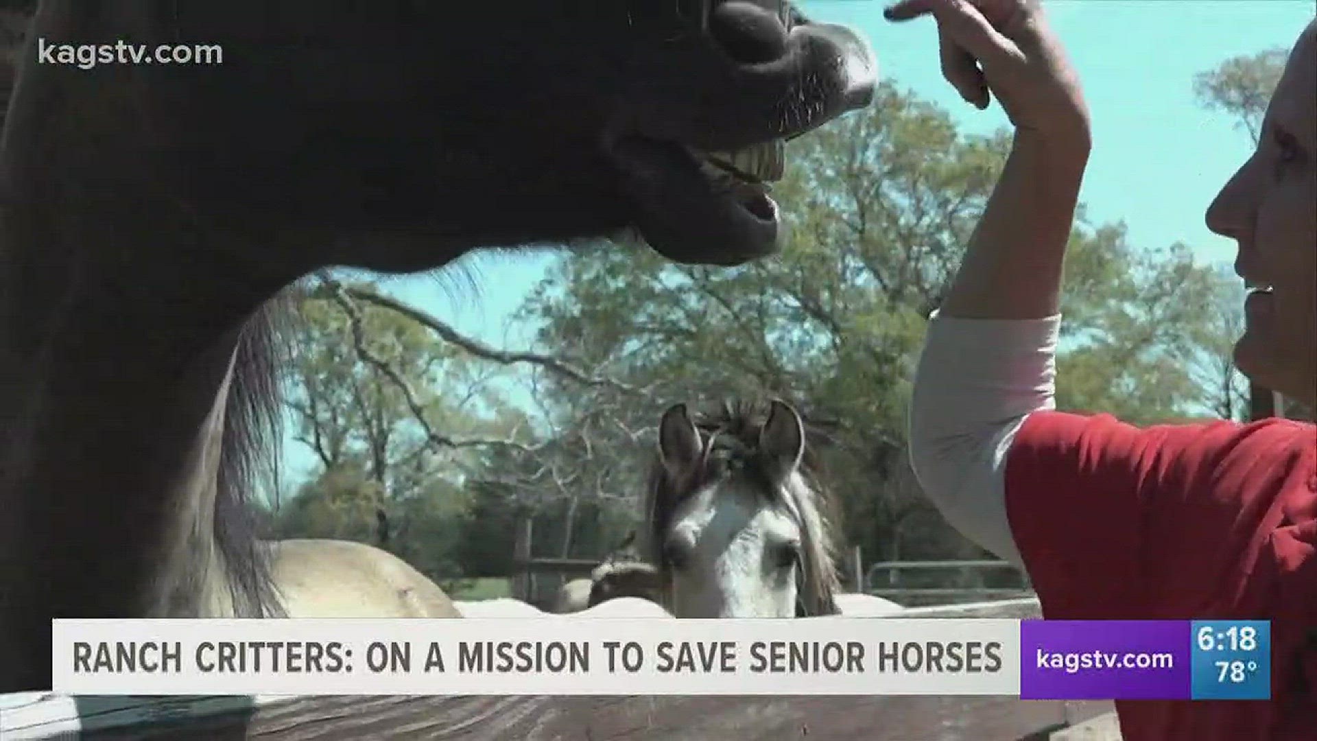 Ranch Critters is on a mission to save senior horses.