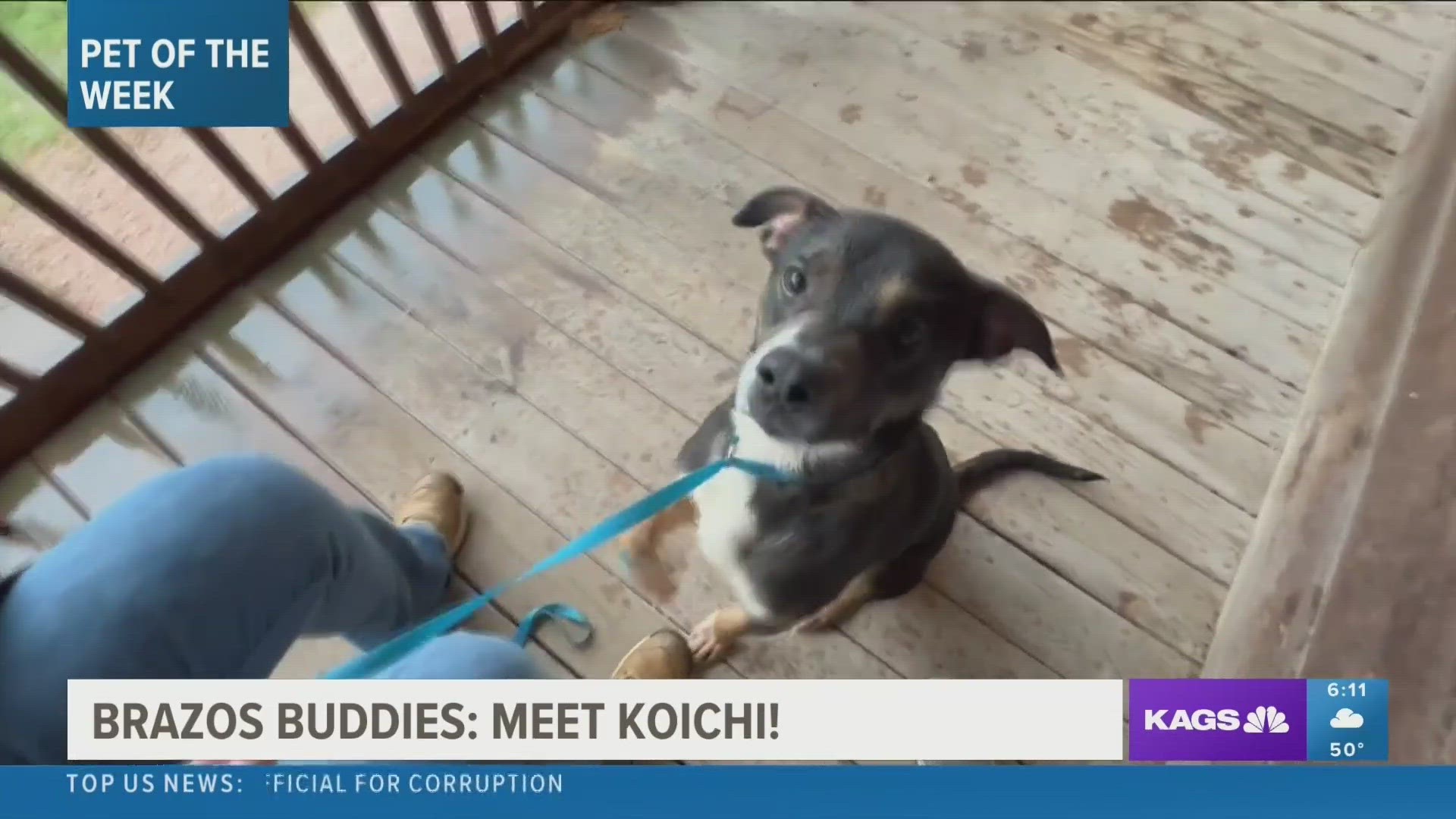 This week's featured Brazos Buddy is Koichi, a two-year-old Shepherd Hound mix that's looking to be adopted.