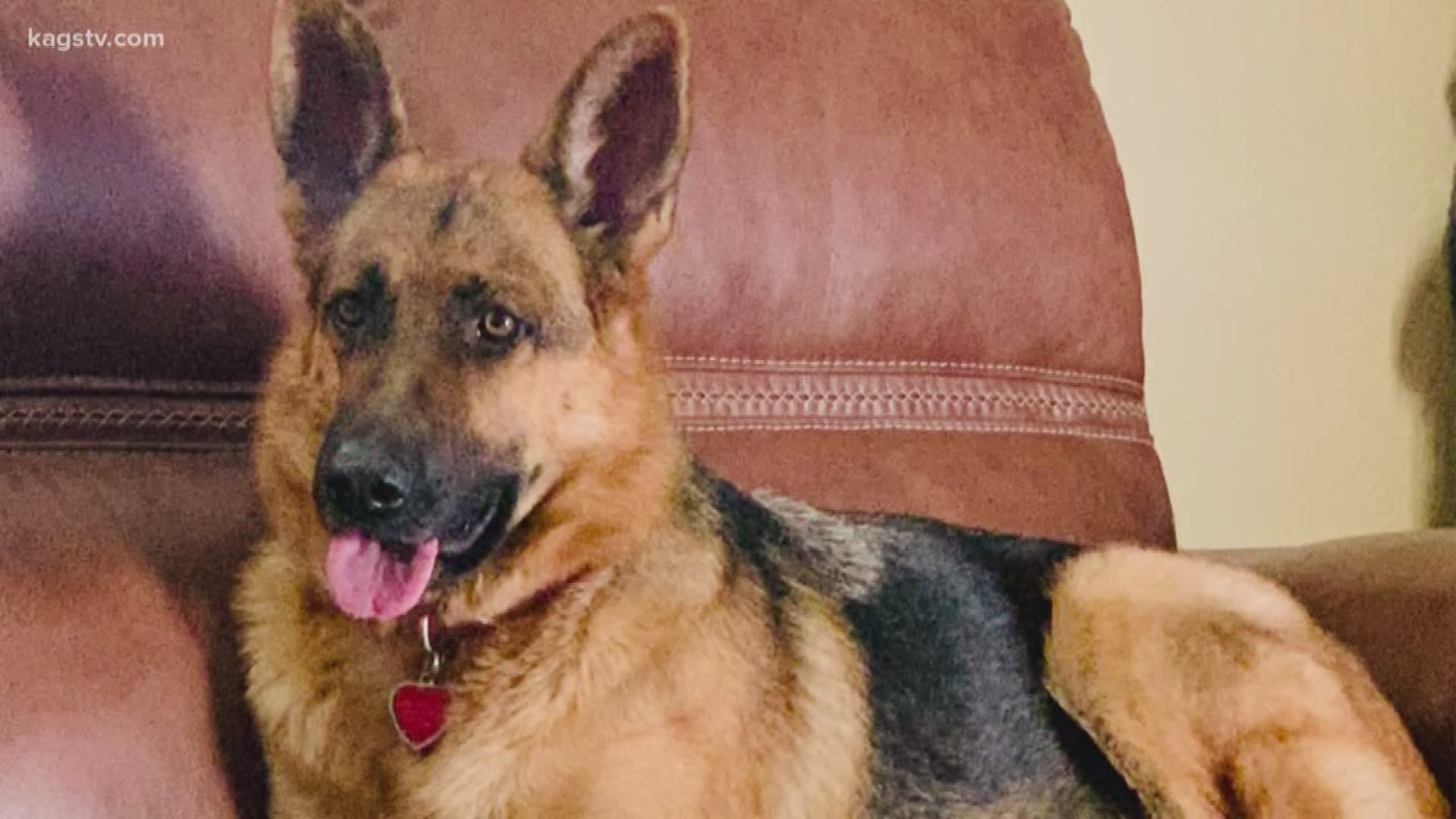 A&M vet school and a charity help s West Texas veterinarian fight for a service dog's life.