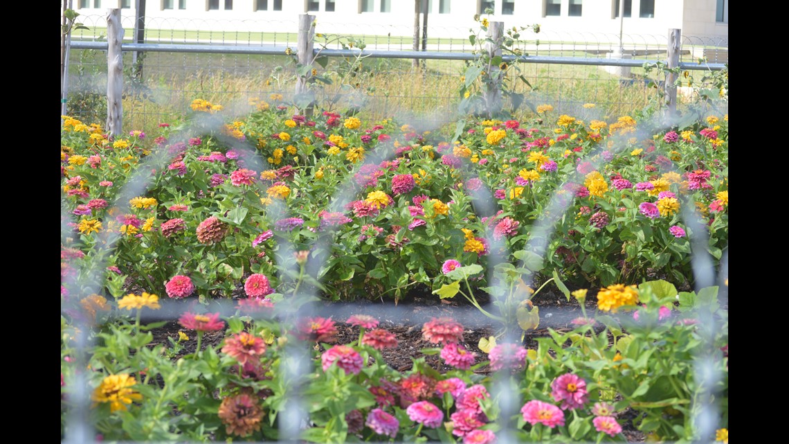 Texas A&M unveils new 7acre garden