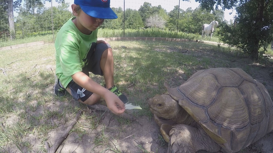 Summer camp engages kids in learning with animals | kagstv.com