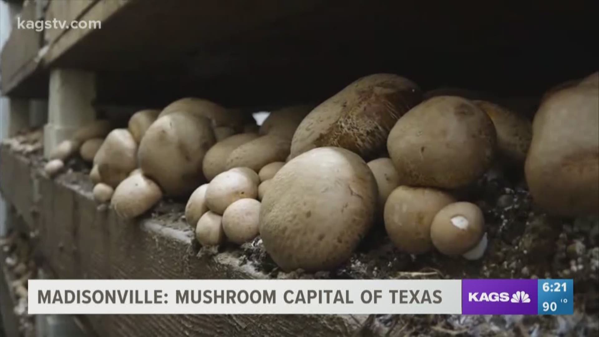 Madisonville the mushroom capital of Texas