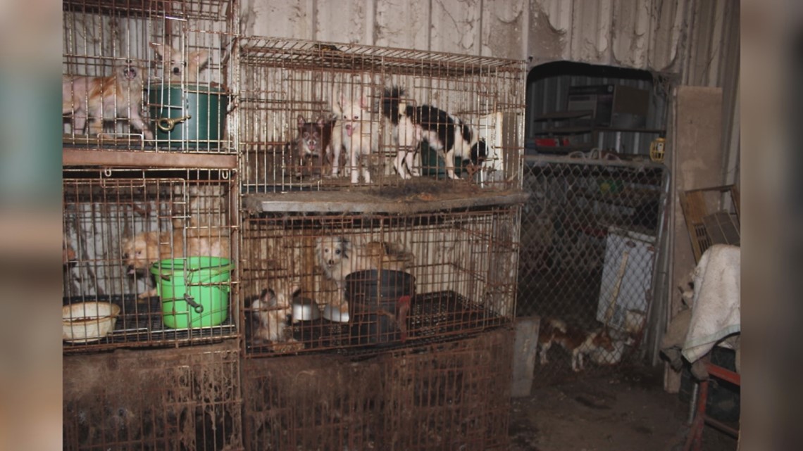 Nearly 300 animals seized from deplorable conditions in Grimes County ...