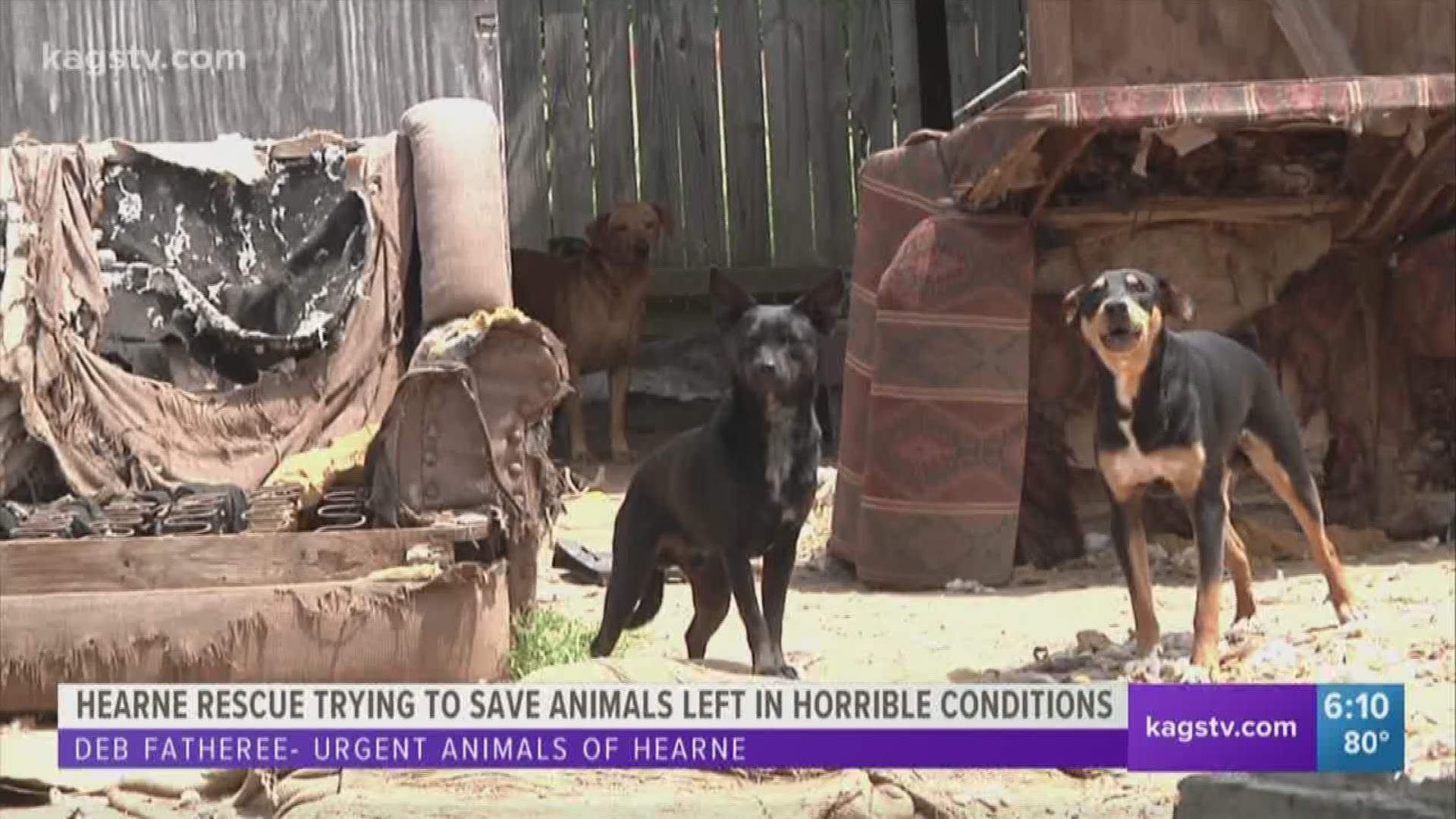 Thirty dogs were found to be living in horrible conditions after their owner died last week in Hearne. A local rescue stepped in and saved some of the dogs, but there are still many left in need of help.